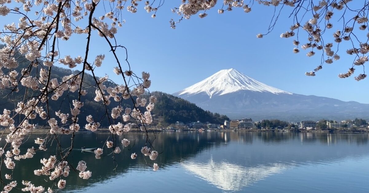 桜と富士山